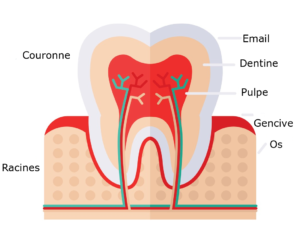 contenu_dent_endodontie_nice